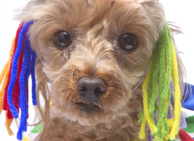 贵宾犬的线程
