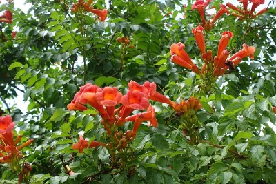 7月有许多桔红色的菊苣花