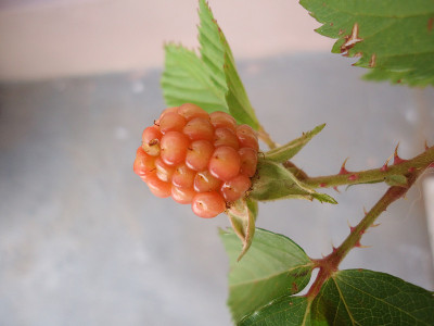 水果——黑莓