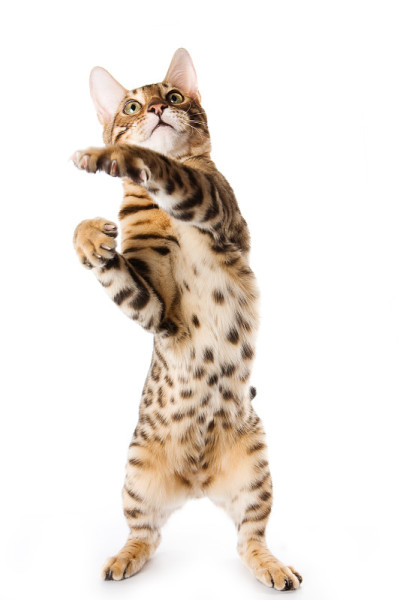 白底上的孟加拉猫