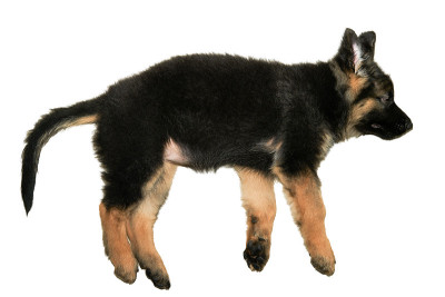 德国牧羊犬小狗睡在地板上隔离白色的缺口