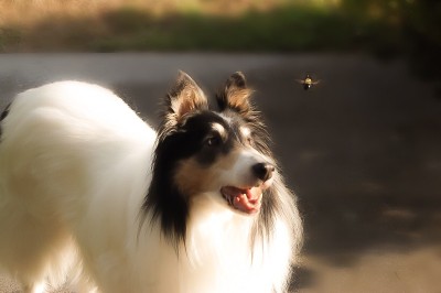 牧羊犬和大黄蜂