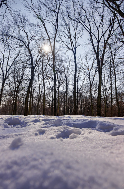 树下的雪