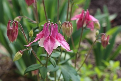 粉红色的花。耧斗菜、耧斗菜的花。