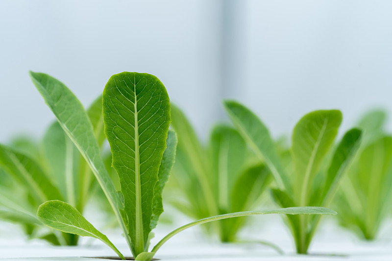 水培生菜在水培管。植物利用矿质营养液在水中无土壤。封闭种植水培植物。水培花园。这些蔬菜很新鲜。