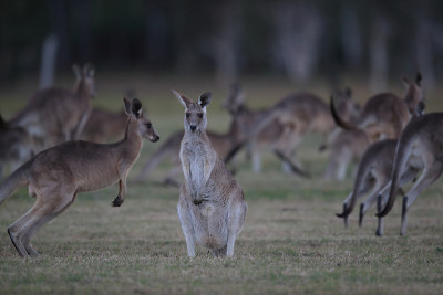 东部灰袋鼠(Macropus giganteus)在早晨进食，澳大利亚昆士兰