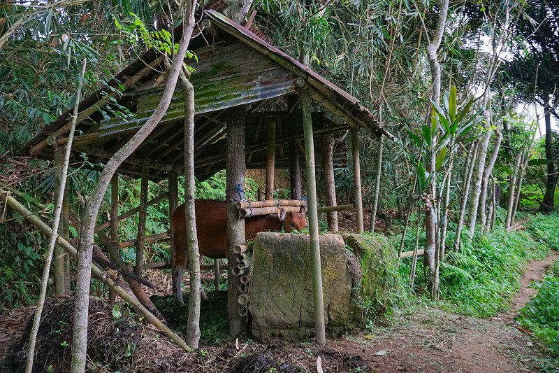 小牛在围栏里