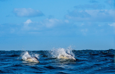 海豚在海里游泳