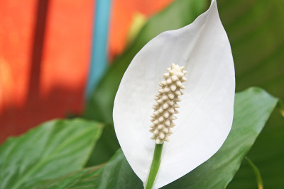 白掌花，火烈鸟花