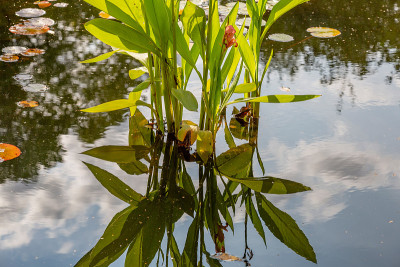 绿色水生植物及其倒影