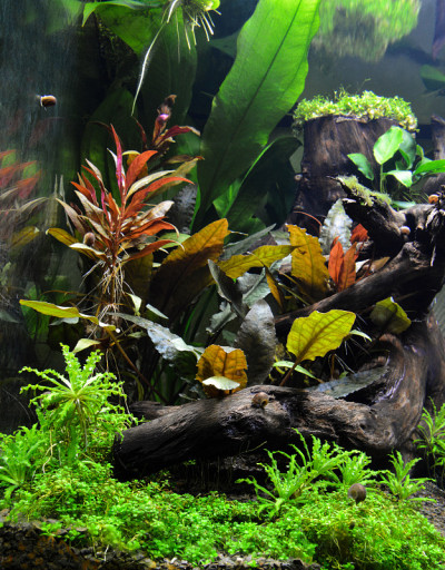 水生植物