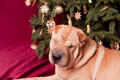 圣诞节sharpei狗