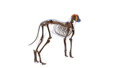 颈浅耳肌犬肌解剖医学概念3D