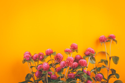 球苋菜花美丽