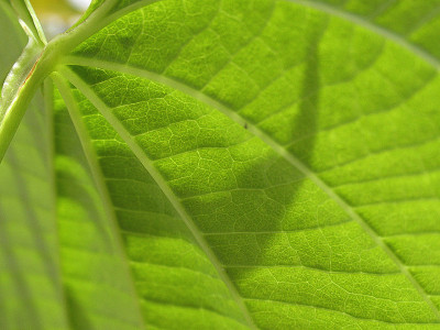 刺藤属植物