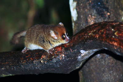 褐鼠狐猴(Microcebus rufus)