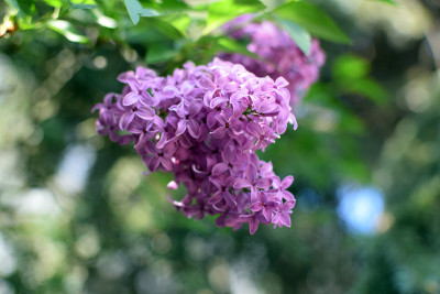 紫丁香(丁香)的春季开花。丁香花盛开,春天。