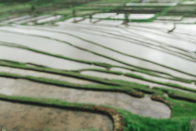 模糊的梯田稻田全景山坡上的水稻种植在山上美丽的形状在大自然。