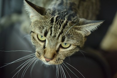 虎斑猫。