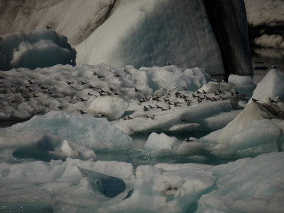北极燕鸥Jokulsarlon