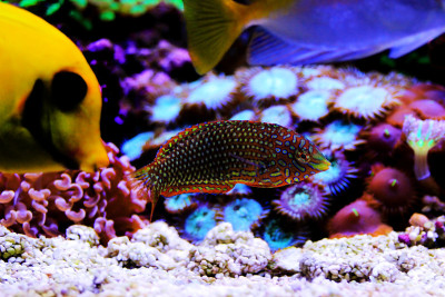 华丽的豹濑鱼在珊瑚礁水族馆缸