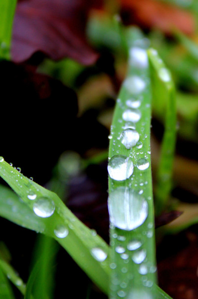 冰冻的雨滴和草叶