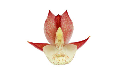 粉红色兰花花孤立在白色上