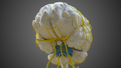 脑桥解剖医学概念3D