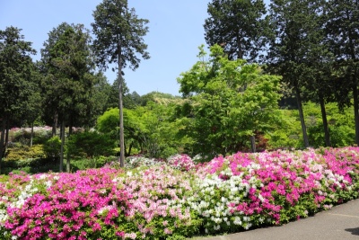 杜鹃花