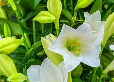 花