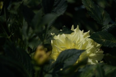 大丽花-淡霜