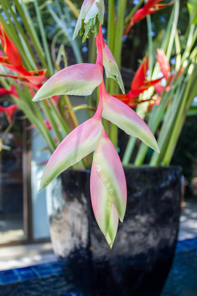 热带海里康属植物花
