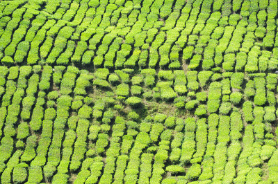 茶园