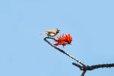 头-头鹦嘴鱼(Psittiparus gularis)