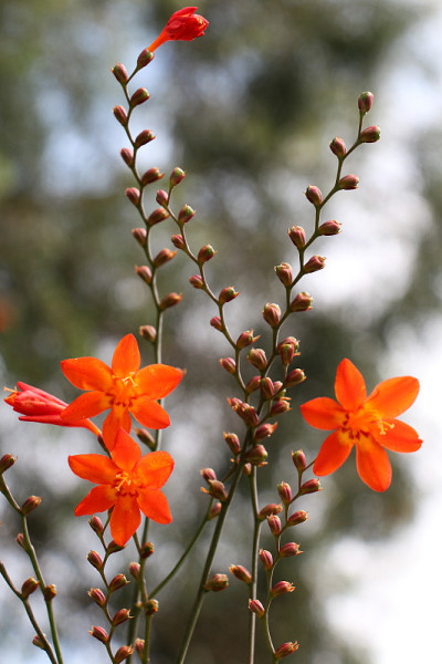 大自然中美丽的Crocosmia花