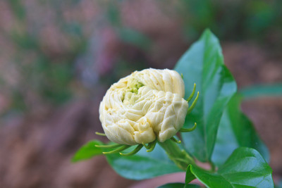 阿拉伯茉莉花(茉莉花sambac)花在树上