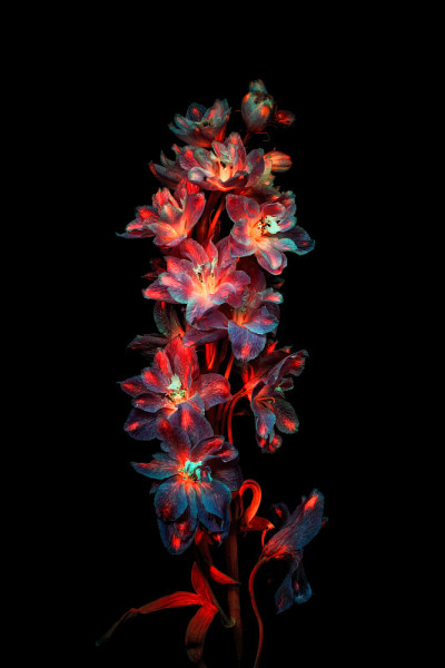 花UVIVF