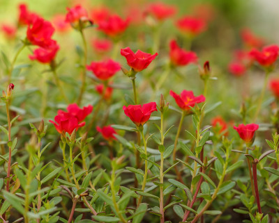 花的