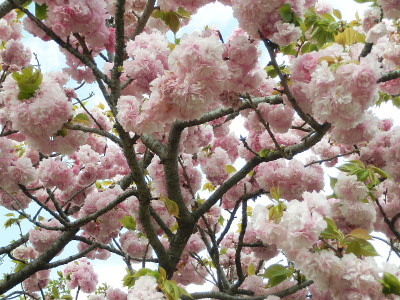 樱花