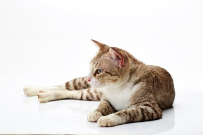 白底上的猫