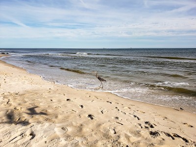 阿拉巴马湾海岸鸟类