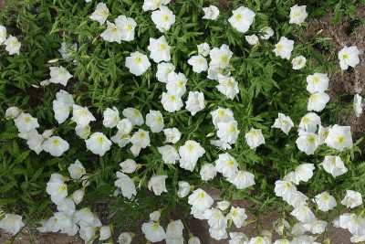花坛与白色的酒花在5月盛开