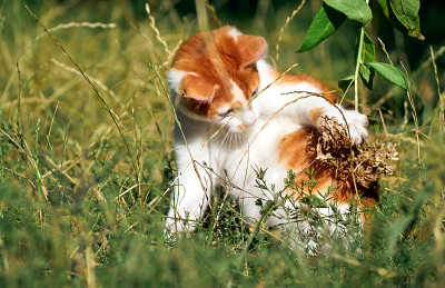 草丛里的小猫。