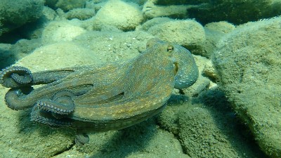 普通章鱼(octopus vulgaris)狩猎