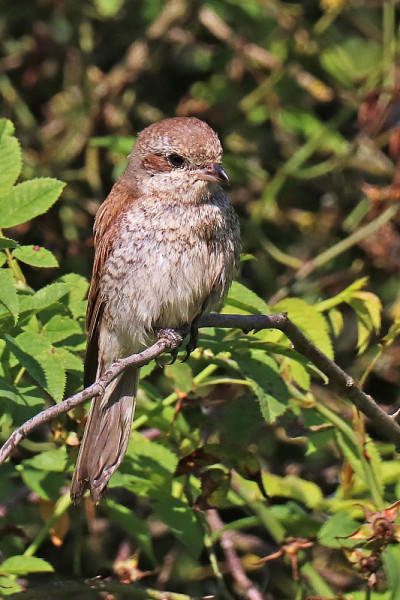 派希腊ecorcheur -红背虾(Lanius collurio)。