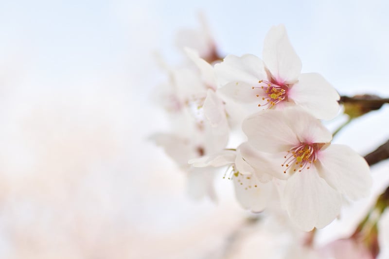 樱花开了，春天来了