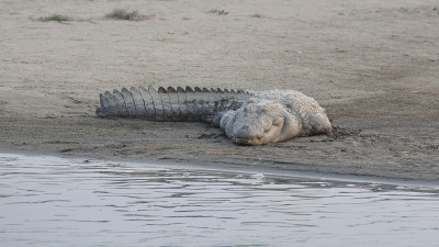 尼泊尔Chitwan