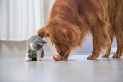 金毛猎犬和英国短毛猫
