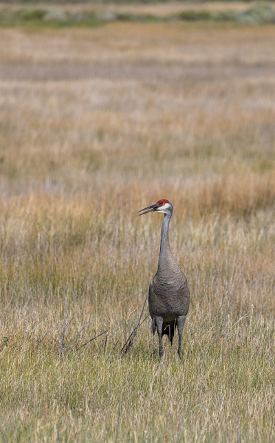 爱达荷州夏天的Sanhill Crane