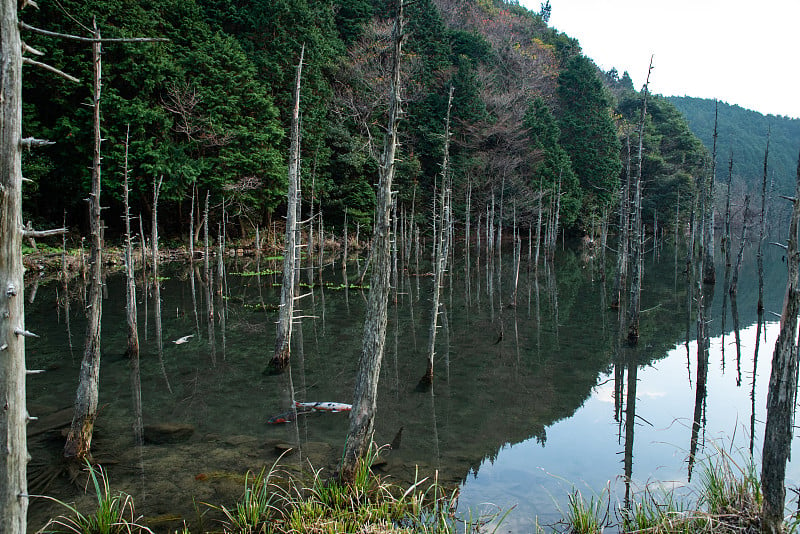 青木锦鲤塘，山口县下关市